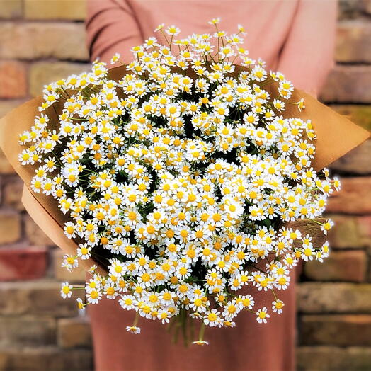 Chamomile bouquet