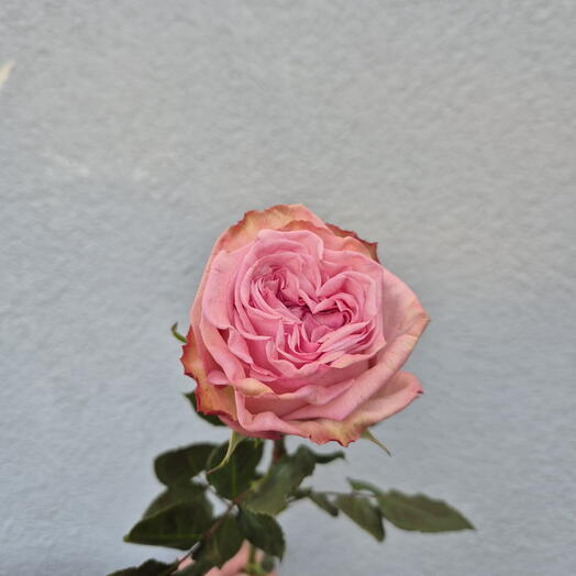 Rosas Pink O Hara - Elige entre 9 piezas