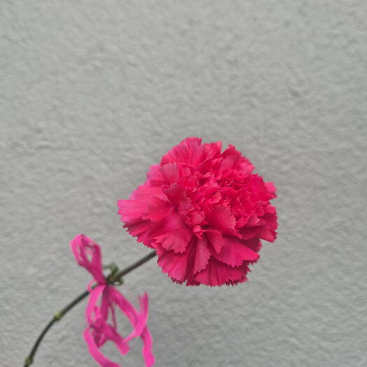 Clavel Frambuesa - Elige entre 15 unidades