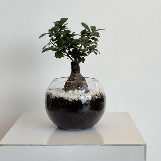 ننبات بونساي