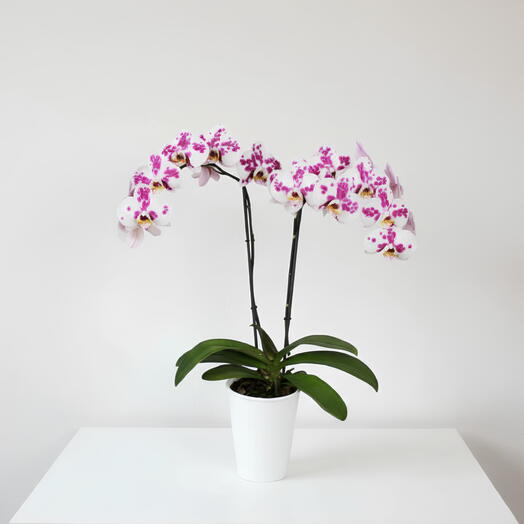 Orquidea Moteada 2 varas