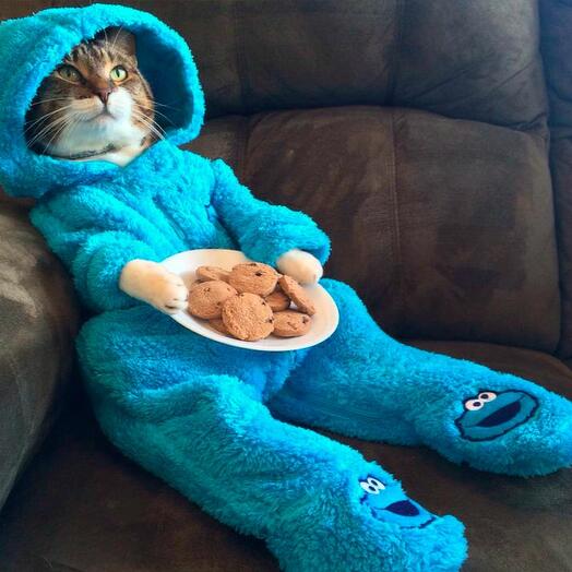 Тест коти 4 на расслабоне