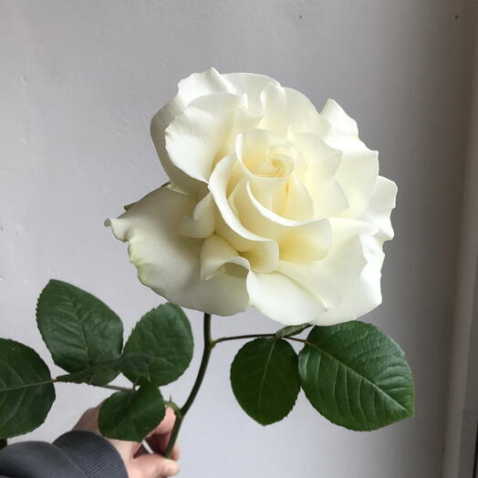 White rose French style (Ecuador) 70cm