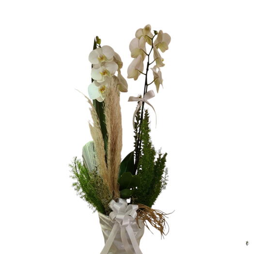 Orquidea phalaenopsis