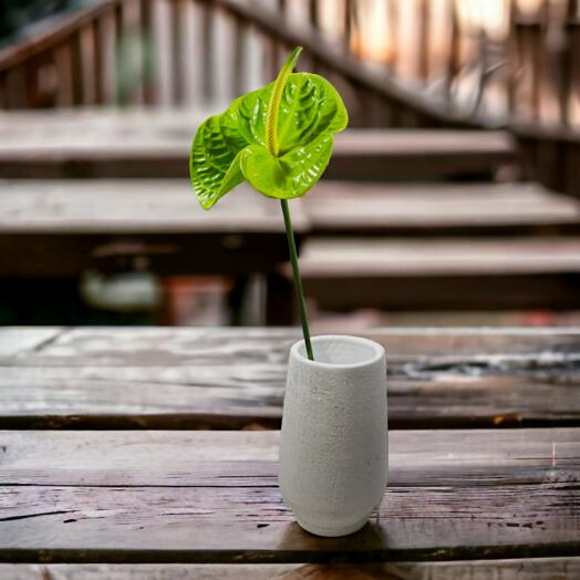 Anthurium (Mixed colours), price is indicated per stem