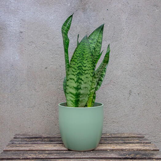 Sansevieria