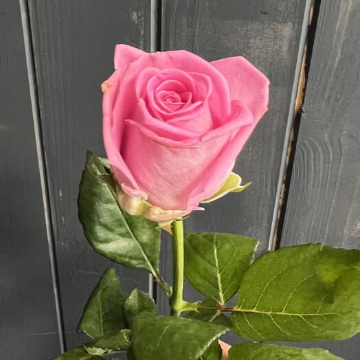Rosa acquamarina rosa