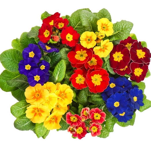 Balcony primula 15 pcs in a carton