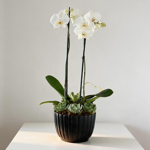 Orquidea con suculentas