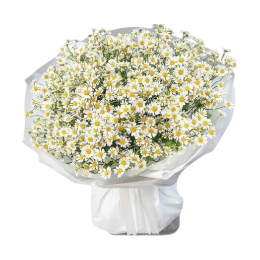 Chamomile Bouquet