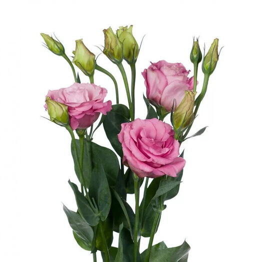 Lisianthus – pink