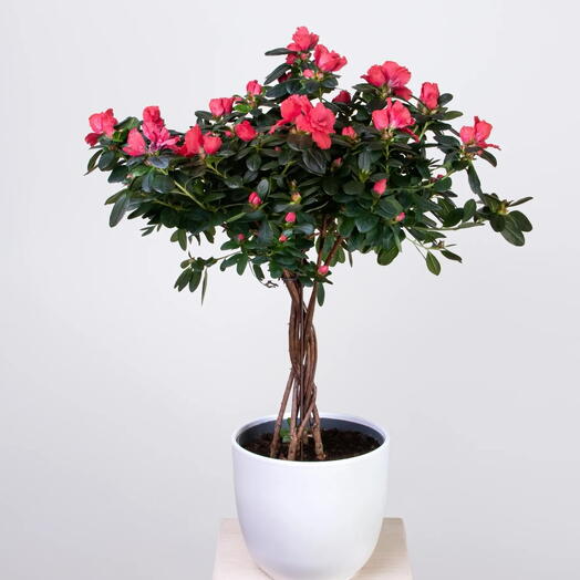 Азалия Фландрес Микс Штамбовая