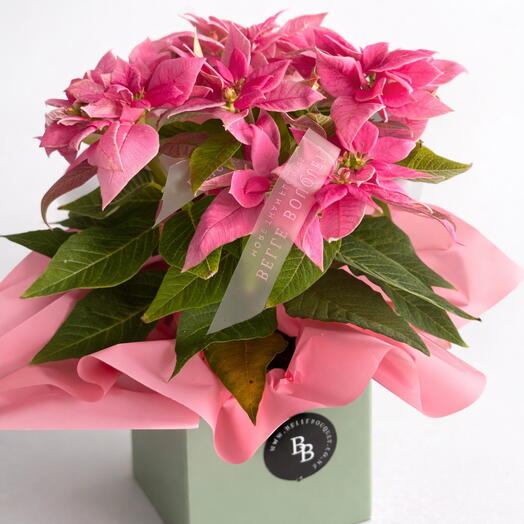Pink Poinsettia Plant