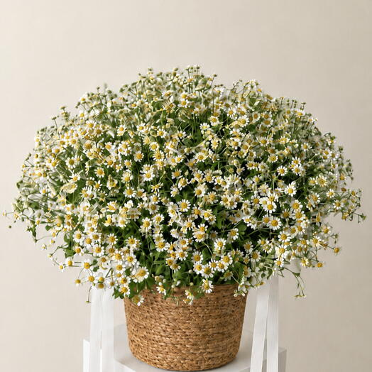 Basket of Chamomiles