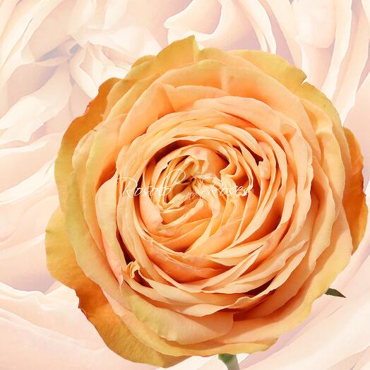 Single peach Rose 80 cm, choose your desired quantity