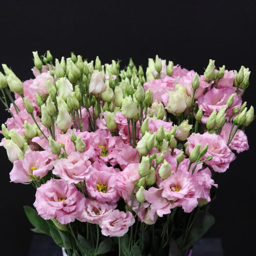 Lisianthus "Cotton Candy"