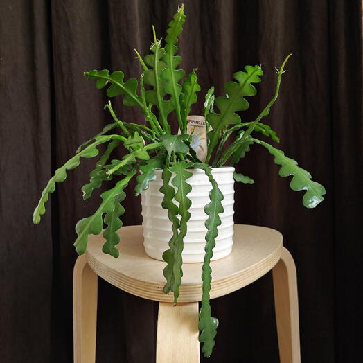 Epiphyllum Anguliger