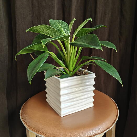Philodendron Birkin