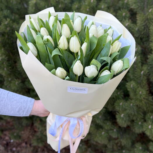 Tulipano bianco