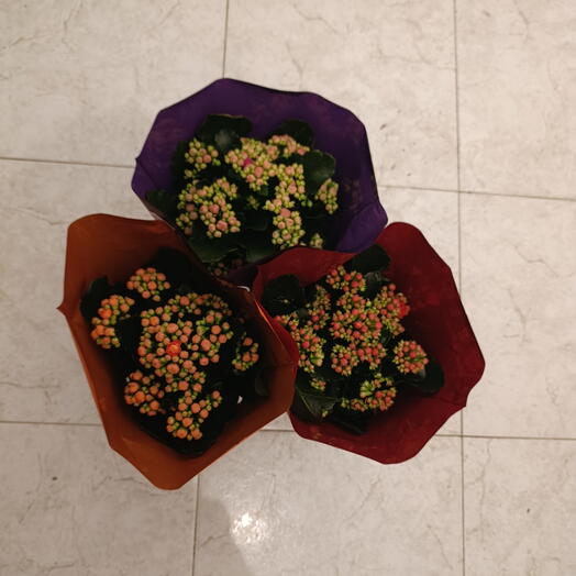 Kalanchoe Suculentas Red Mix