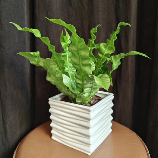 Asplenium in a square striped pot