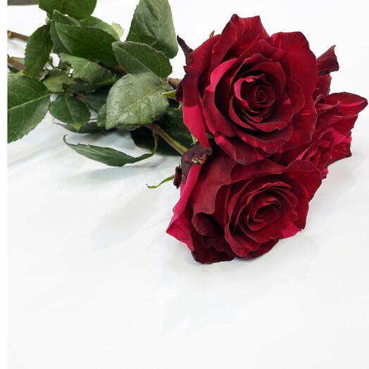 Ecuador red rose premium 3pc