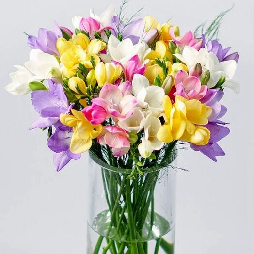 Freesia
