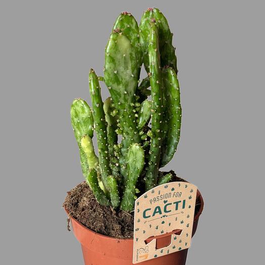 Cacti