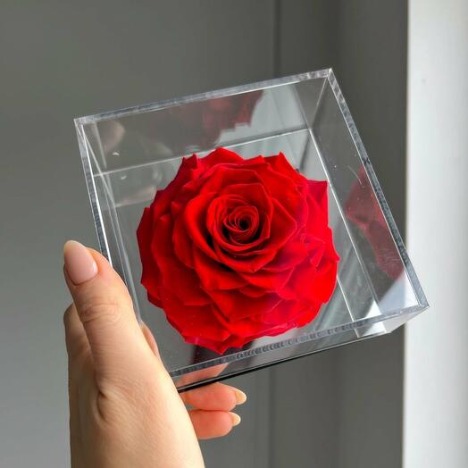Ewige rote Rose im Acrylrahmen